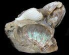 Fossil Gastropod, Clam & Ammonite Association - SD #34171-1